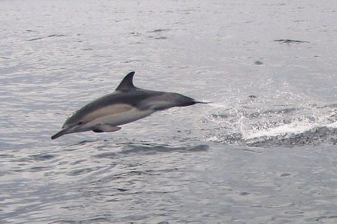 Common Dolphin (Delphinus Delphis)